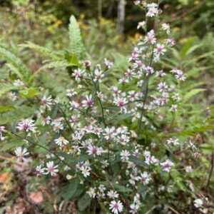 Figure 75. Calico aster, Symphyotrichum lateriflorum (Photo credit: © fred_yost, some rights reserved (CC-BY-NC))
