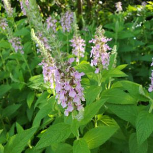 Figure 76. American germander, Teucrium canadense (CCO (no rights reserved))