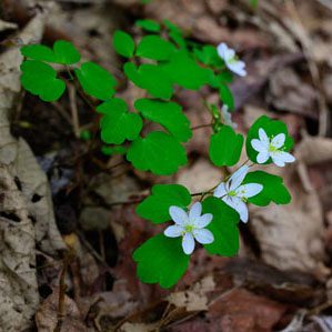 Figure 96. Rue anemone, Thalictrum thalictroides