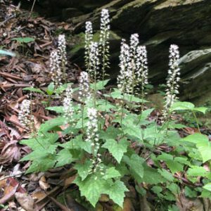 Figure 77. Foamflower, Tiarella wherryi (Photo credit:a © Haley Hamblen, some rights reserved (CC-BY-NC))