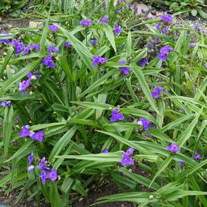 Figure 78. Spider wort, Tradescantia virginiana