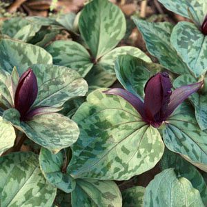 Figure 97. Little sweet Betsy, Trillium cuneatum