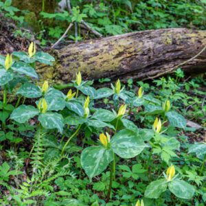 Figure 98. Yellow trillium, Trillium luteum