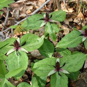 Figure 99. Twisted trillium, Trillium stamineum, (Photo credit: Eric Soehren CC BY-NC 4.0)