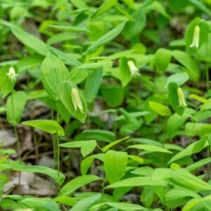 Figure 100. Bellwort, Uvularia perfoliata