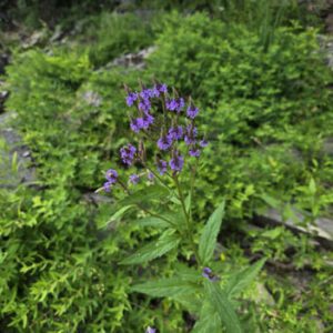 Figure 79. Blue vervain, Verbena hastata (Photo credit: © wanderingeden, some rights reserved (CC-BY-NC))