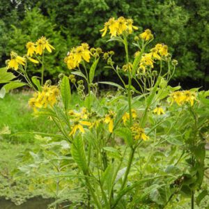 Figure 80. Common wingstem, Verbesina alternifolia