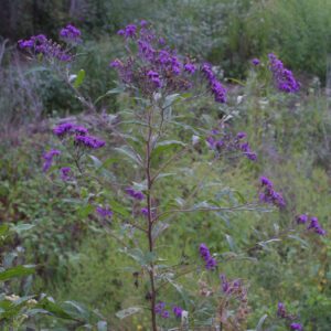 Figure 81. Giant ironweed, Vernonia gigantea (Photo credit: Steven J. Baskauf CC BY 4.0)