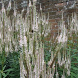 Figure 82. Culver’s root, Veronicastrum virginicum (Photo credit: Lenora (Ellie) Enking CC BY-SA 4.0)