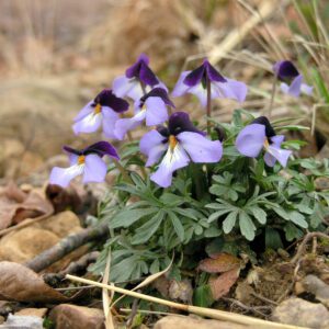 Figure 83. Bird’s foot violet, Viola pedata (Photo credit: Marvin Smith CC-BY-SA 2.0)