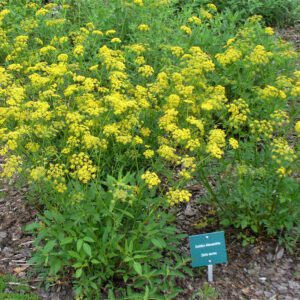 Figure 84. Golden Alexander, Zizia aurea (Photo credit: Susan Strine CC BY 2.0)