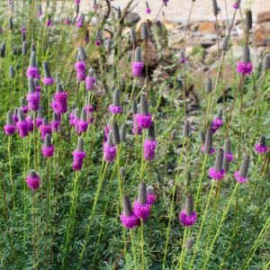 Figure 22. Purple prairie clover, Dalea purpurea