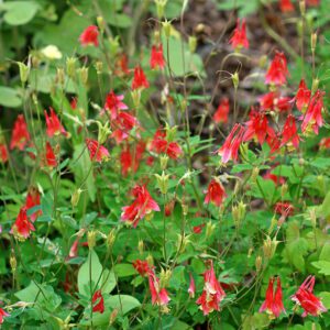 Figure 8. Eastern columbine, Aquilegia canadensis