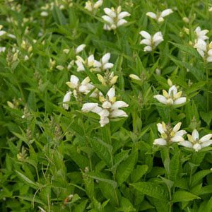 Figure 20. White turtlehead, Chelone glabra