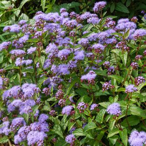Figure 18. Blue mist flower, Conoclinium coelestinum