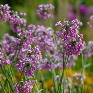Figure 5. Nodding onion, Allium cernuum