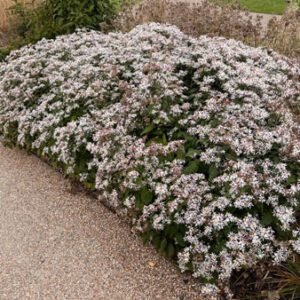 Figure 26. White wood aster, Eurybia divaricata