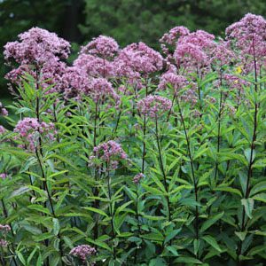 Figure 28. Sweet Joe Pye weed, Eutrochium purpureum