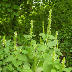 Figure 4. Giant yellow hyssop, Agastache nepetoides