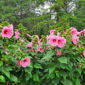 Figure 33. Rose mallow, Hibiscus moscheutos