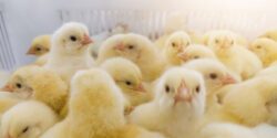 Chicks in a white hatchery basket