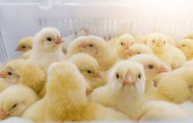 Chicks in a white hatchery basket