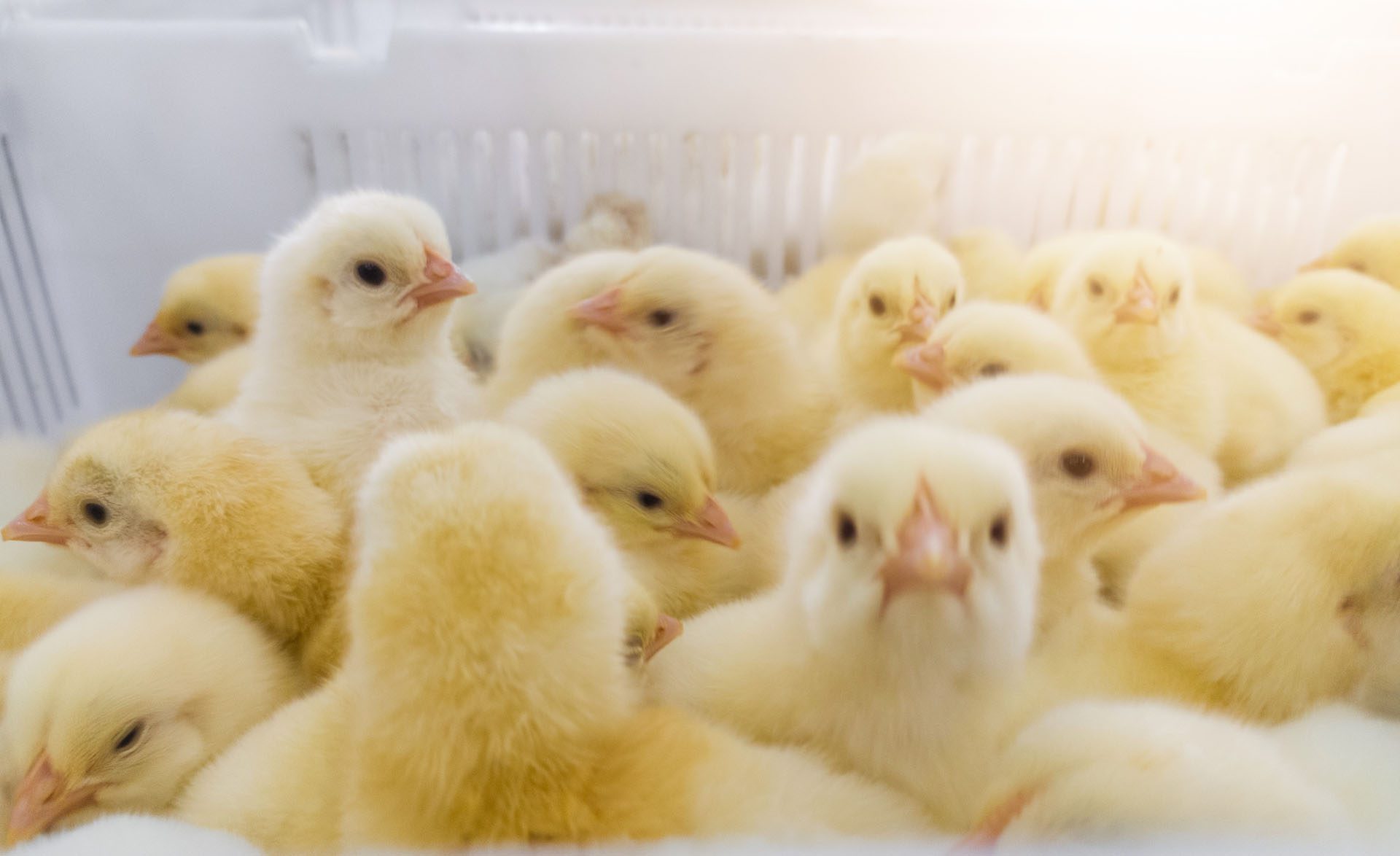 Chicks in a white hatchery basket