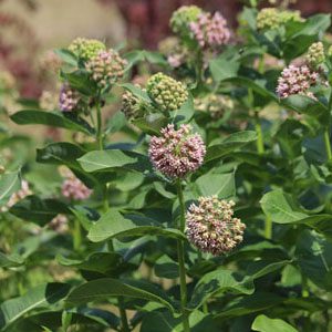Figure 11. Common milkweed, Asclepias syriaca