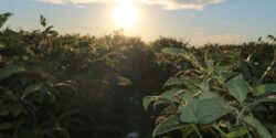 A soybean field at sunset.