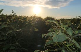 A soybean field at sunset.