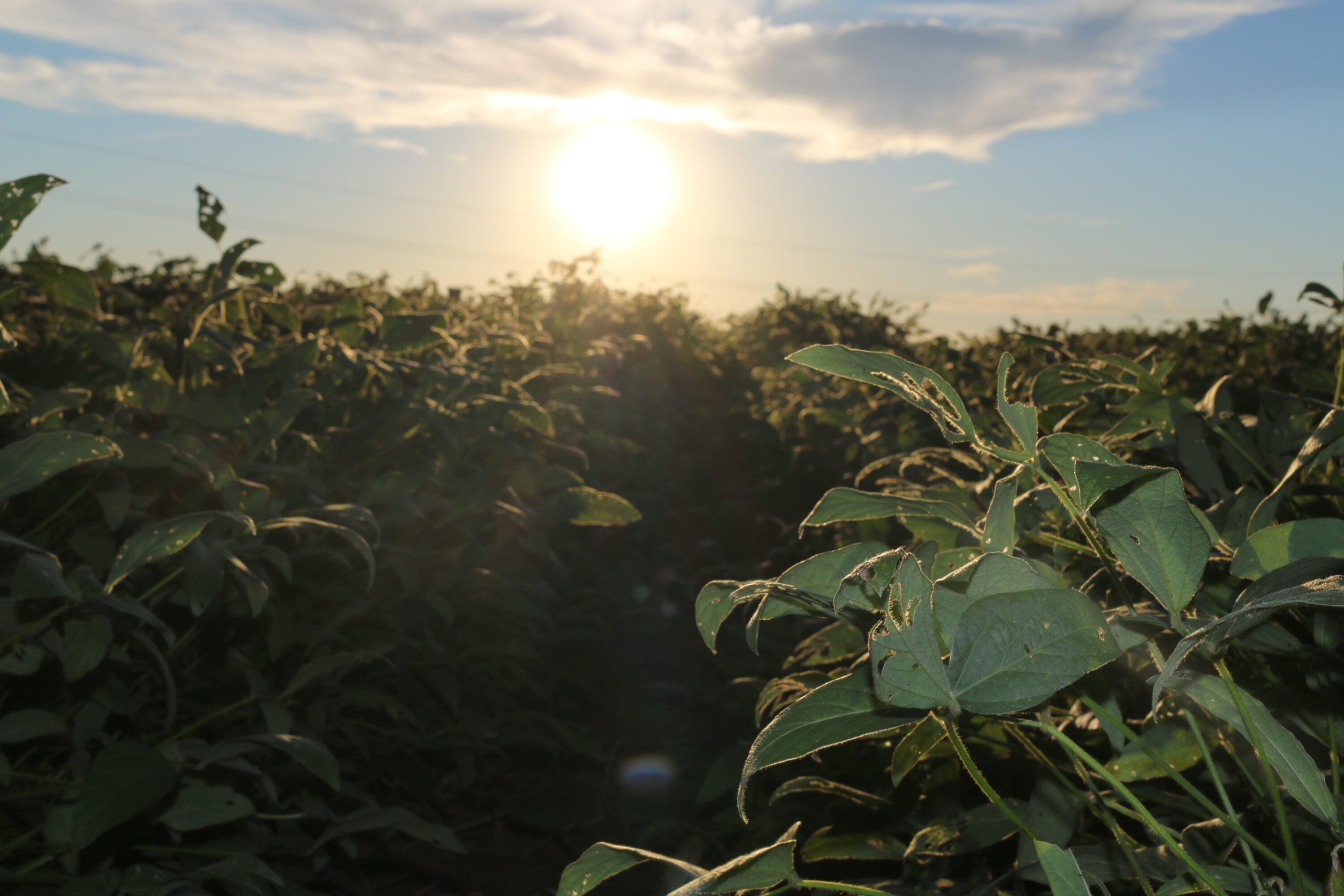 A soybean field at sunset.