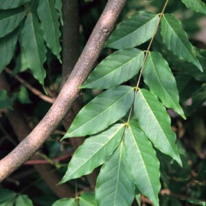 Figure 2. Compound leaf of Chinese wisteria.