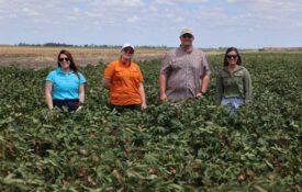 From left, Auburn graduate students Megan Woodall, Emma Wingfield, Sawyer Hopkins and Caitlyn Daniels stand in a cotton farm in Queensland, Australia.