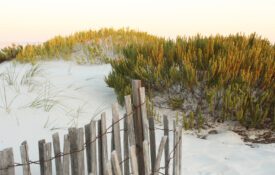 Sand dunes on a Gulf Shores beach.