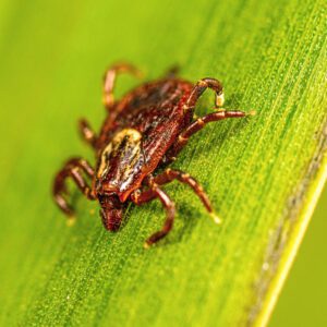 American dog tick