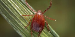 Asian longhorned tick