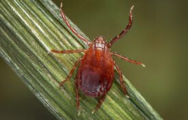 Asian longhorned tick