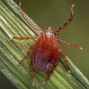 Asian longhorned tick