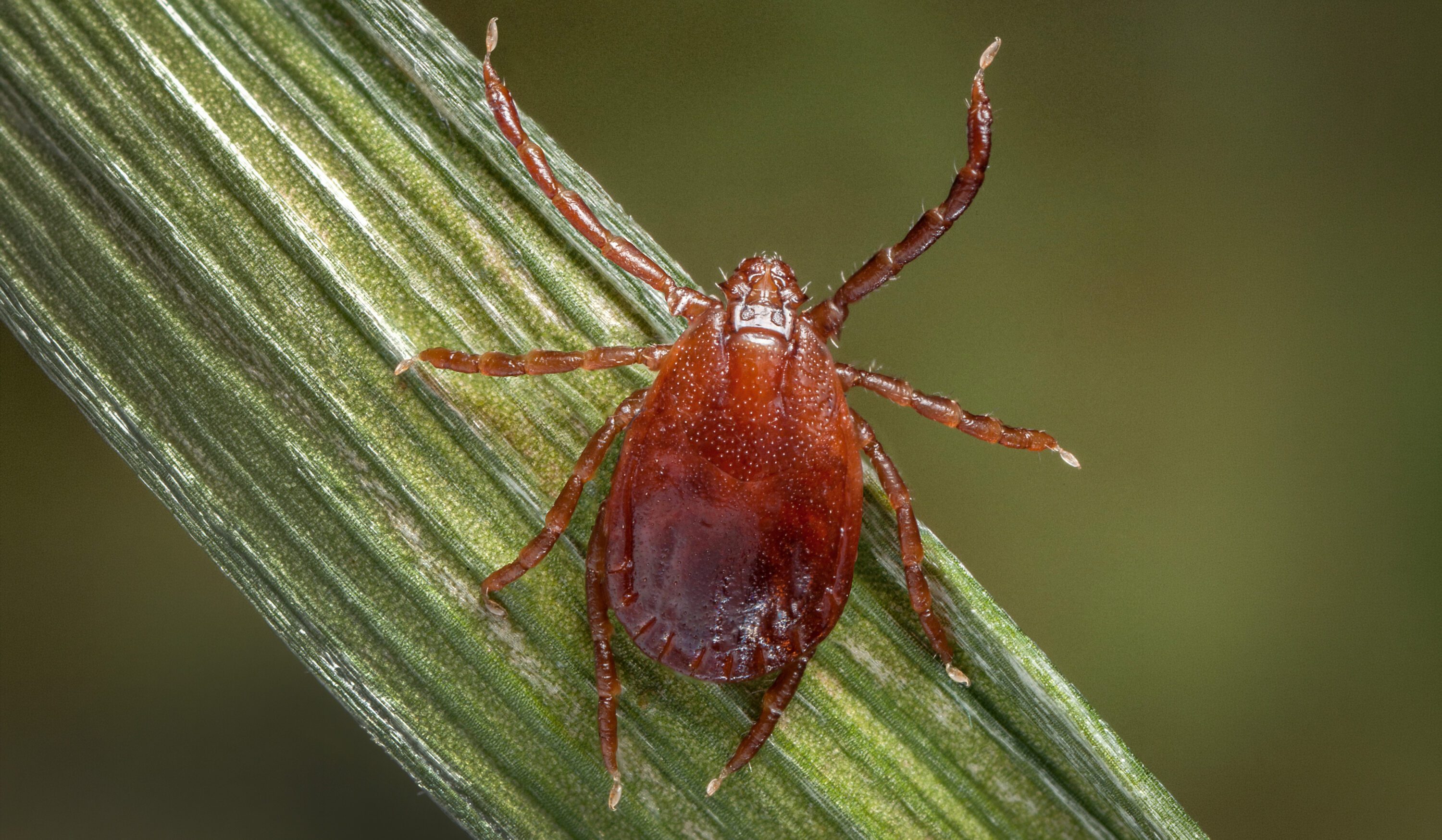 Asian longhorned tick