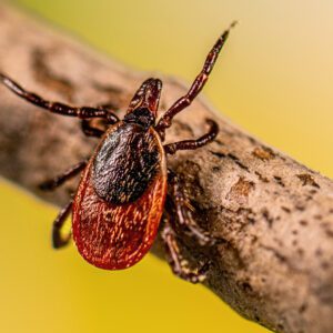 Blacklegged tick (Ixodes scapularis)