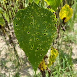 Figure 1. Bacterial leaf spot of sunflower.