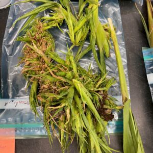 Figure 3. Crazy top corn