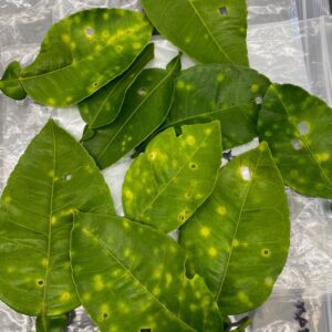Figure 4. Citrus canker
