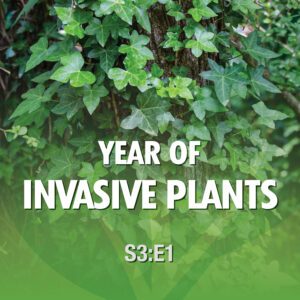 A square image of English ivy growing on a tree. The image has the following words: S3E1 Year of Invasive Plants.