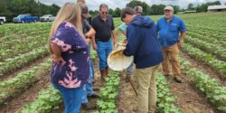 A group of people in a young cotton field inspect potential pests in a net as part of a scouting school program.