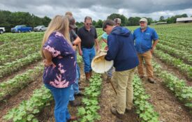A group of people in a young cotton field inspect potential pests in a net as part of a scouting school program.