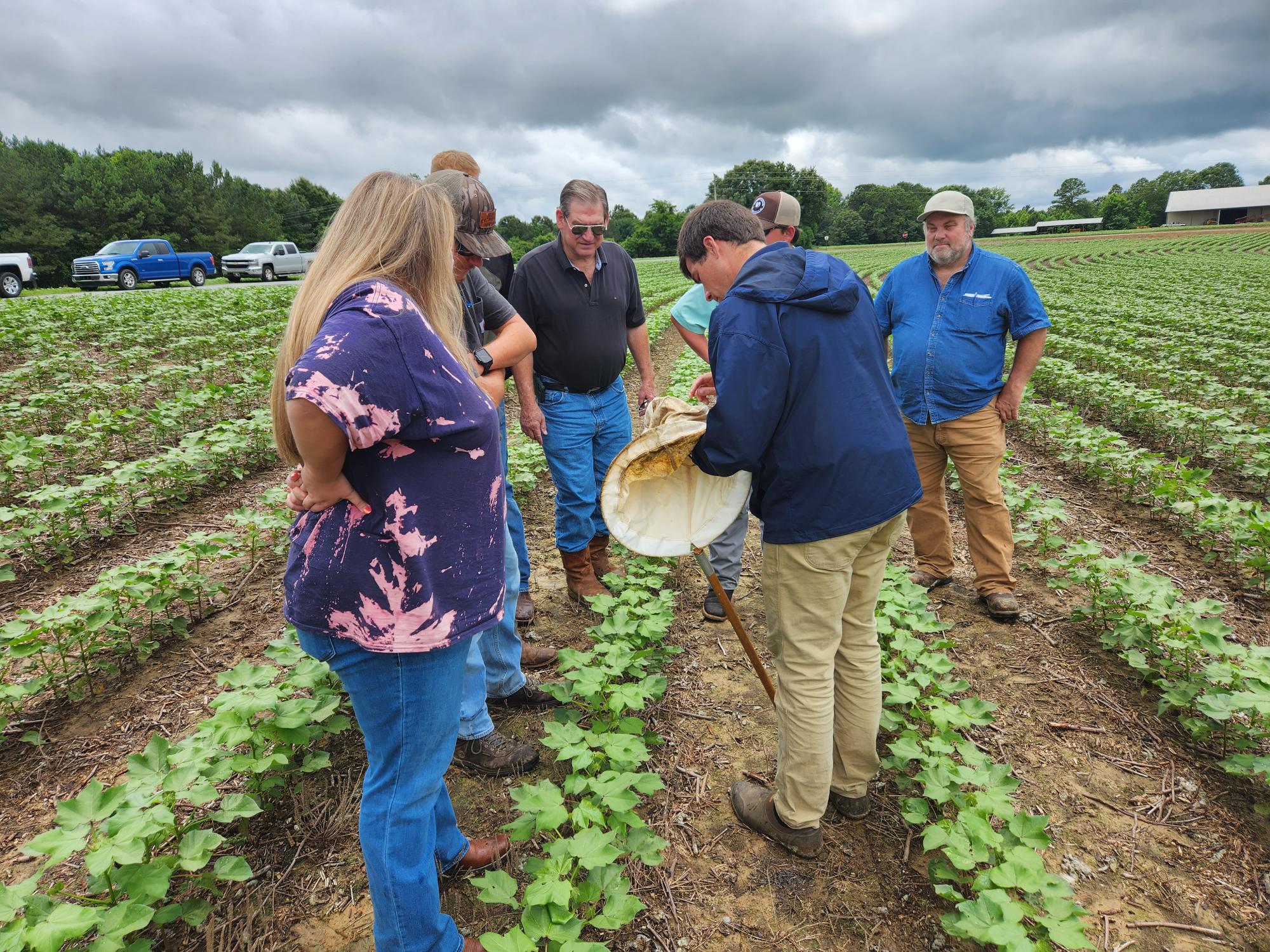 A group of people in a young cotton field inspect potential pests in a net as part of a scouting school program.