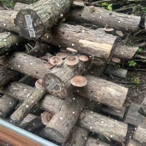 Figure 7. Use a crisscross stack or a lean to stack to conserve space during mycelium run.