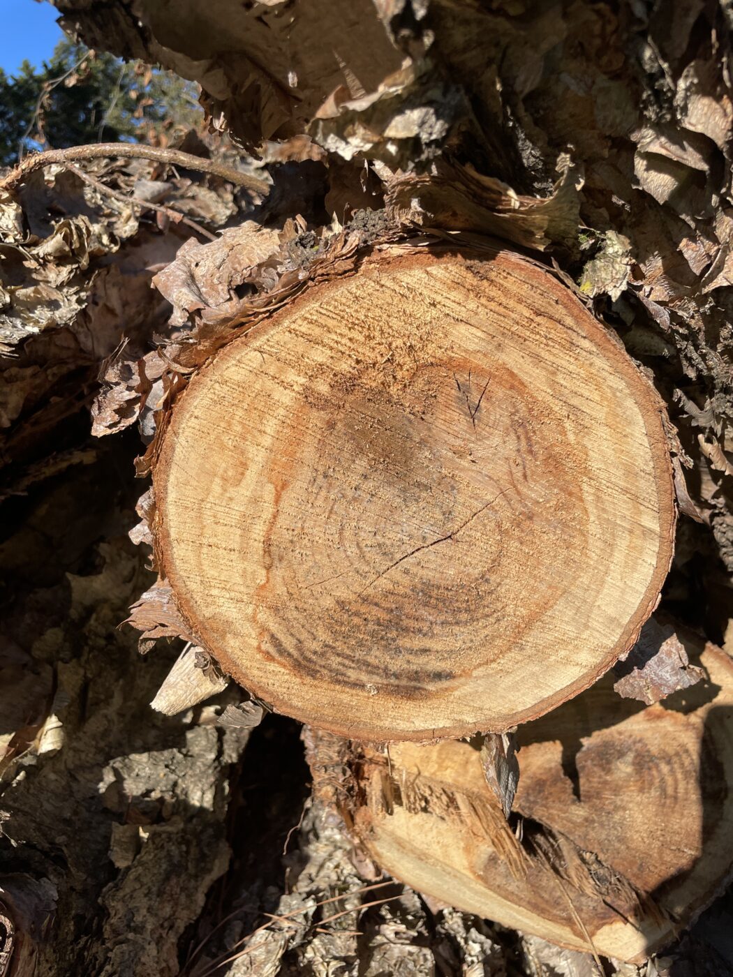 Figure 2. The lighter, outermost wood is the sapwood, and the darker inner wood is the heartwood. Photo Credit: A. Shabel