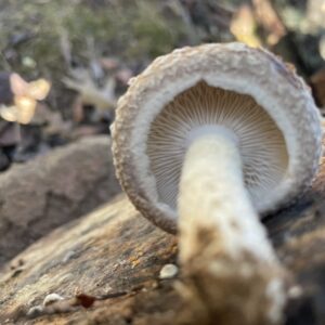 Figure 12. Harvest just after gills are exposed, but while cap edge is still curled under.